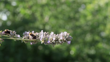 Close-Up-of-British-Bees-on-Lavender-Plant-on-Breezy-Late-Summer-Sunny-Day-in-England-with-Green-Tree-Blurry-Background