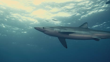 Gran-Tiburón-Azul-Nadando-Junto-Al-Cebo-Durante-Una-Expedición-De-Tiburones-Con-Reflejo-De-Luz