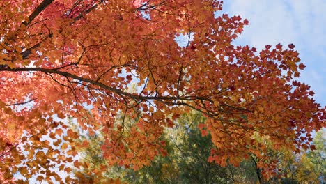 Im-Herbst-Zu-Leuchtend-Orangefarbenen-Und-Roten-Ahornbaumkronenzweigen-Aufblicken