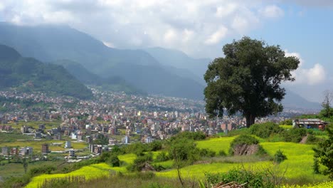 Ein-Schöner-Blick-Auf-Die-Leuchtend-Gelben-Senffelder-Mit-Einer-Stadt-Und-Den-Ausläufern-Des-Himalaya-Im-Hintergrund