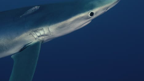 Detalles-De-Un-Gran-Tiburón-Azul-Que-Respira-Bajo-El-Agua-Con-Peces-Pequeños-Y-Reflejos-De-Luz