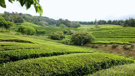 Beautiful-Green-Leaves-on-Tea-Plantation-on-São-Miguel-Island,-Azores