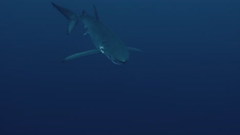 Ein-Großer-Blauhai-Schluckt-Fische-Und-Kaut,-Bevor-Er-In-Zeitlupe-Unter-Wasser-In-Die-Nähe-Des-Tauchers-Schwimmt