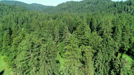Redwood-trees,-golf-club,-Ariel-video