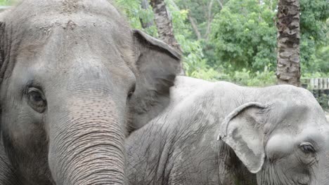 Un-Primer-Plano-De-Un-Par-De-Elefantes-Asiáticos-Alimentándose-De-Vegetación-En-Un-Zoológico-En-Tailandia
