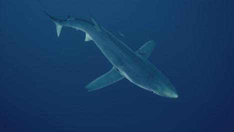 Tiburón-Azul-Nadando-Bajo-El-Buzo-En-El-Océano-Azul-En-Cámara-Lenta