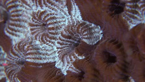 Cerebro-Coral-Marrón-Y-Blanco-Super-Close-Up-Macro-Filmación-Subacuática