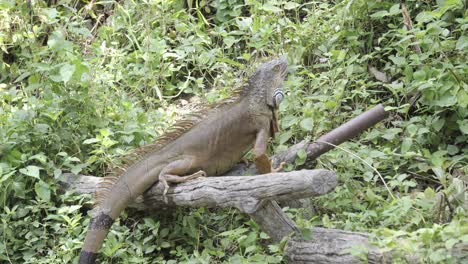 A-close-up-shot-of-an-Iguana-or-bearded-dragon-perched-on-a-fallen-tree-trunk-looking-around-an-enclosure-surrounded-by-leafy-natural-vegetation