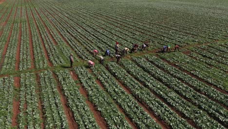Aerial--view-of-workers-in-a-farm