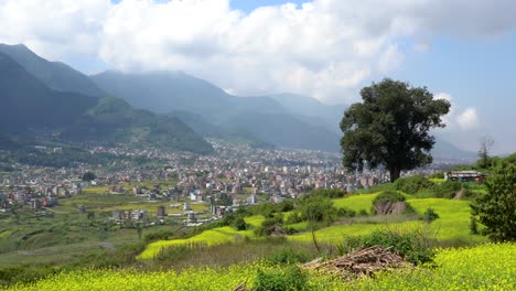 Ein-Schöner-Blick-Auf-Die-Leuchtend-Gelben-Senffelder-Mit-Einer-Stadt-Und-Den-Ausläufern-Des-Himalaya-Im-Hintergrund
