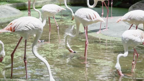 A-flamboyance-of-pretty-pink-and-white-flamingos-feeding-on-vegetation-in-dirty-pond-water-of-a-petting-zoo-enclosure,-Thailand
