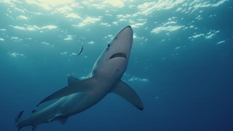 Großer-Blauer-Hai,-Der-Nah-Oben-Mit-Hintergrundbeleuchtung-Und-Lichtstrahlen-Im-Atlantik-Nahe-Den-Azoren-inseln-Schwimmt