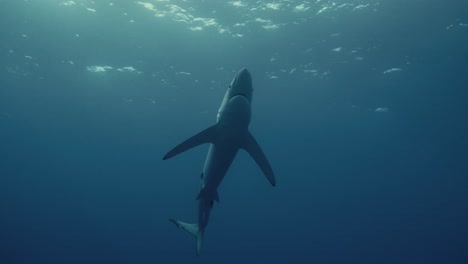 Gran-Depredador-Oceánico-De-Tiburón-Azul-Nadando-Sobre-Un-Buzo-Con-Luz-De-Fondo-Y-Rayos-De-Luz