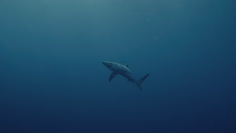 Weite-Aufnahme-Eines-Großen-Blauen-Hais-Im-Tiefblauen-Ozean-In-Der-Nähe-Der-Azoreninseln