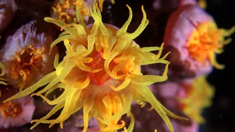 Sun-Coral-Tubastrea-Super-Nahaufnahme-Bei-Nacht-Mit-Blick-Auf-Die-Kamera