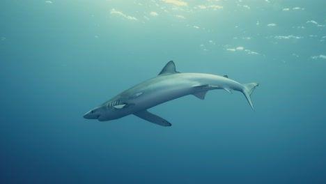 Mehrere-Pelagische-Haie-Schwimmen-Während-Einer-Hai-Tauchexpedition-Mit-Köder-Und-Lichtstrahlen-Durch-Das-Offene-Wasser