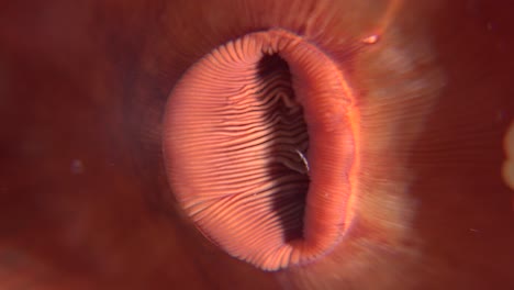 Mouth-of-sea-anemone-super-close-up-macro-shot