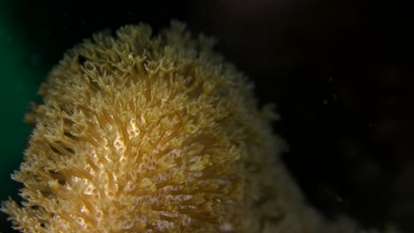 Yellow-flower-corals-super-close-up-at-night