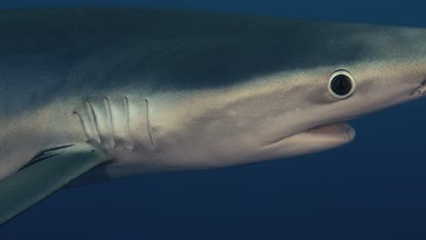 Close-Up-of-a-large-Blue-Shark-swimming-through-the-ocean-with-light-rays-and-small-fish-in-the-background