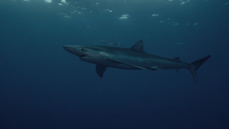 Tiburón-único-Y-Grande-Nadando-A-Través-Del-Océano-Con-Rayos-De-Luz-Y-Reflejos-En-El-Fondo