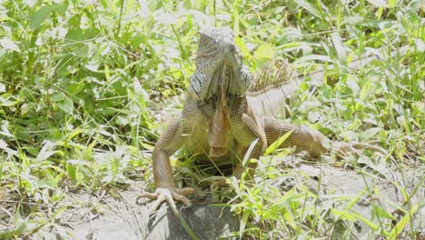 A-close-up-shot-of-the-face-and-head-of-an-Iguana-basking-in-the-sunlight-and-looking-around-surrounded-by-thick-natural-vegetation