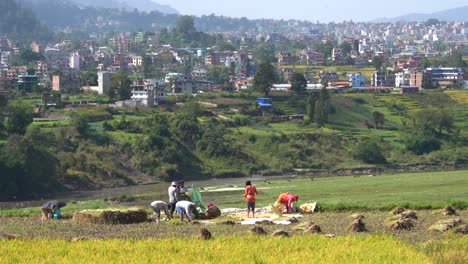 Personas-Cosechando-Arroz-En-Un-Campo-En-Nepal-Con-La-Ciudad-De-Katmandú-Al-Fondo