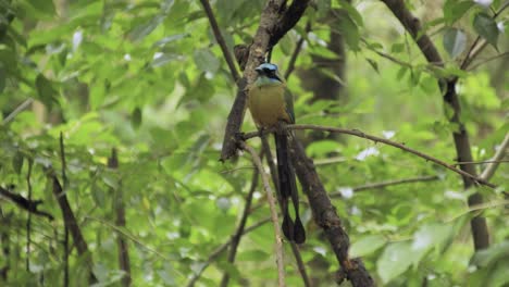 Pájaro-Motmot-Andino-En-Una-Rama-De-Colombia