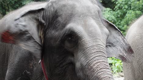 Eine-Nahaufnahme-Des-Kopfes-Eines-Gefangenen-Asiatischen-Elefanten,-Der-Sich-In-Einem-Thailändischen-Zoo-Von-Der-Vegetation-Ernährt