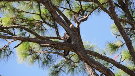 Junger-Weißkopfseeadler-Thront-In-Einer-Kiefer-Und-Schaut-Sich-An-Einem-Windigen-Tag-Um