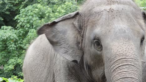 Un-Primer-Plano-De-La-Cabeza-De-Un-Magnífico-Elefante-Asiático-En-Tailandia