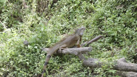 A-close-up-shot-of-an-Iguana-or-Wild-green-lizard-perched-on-a-fallen-tree-trunk-looking-around-an-enclosure-surrounded-by-leafy-natural-vegetation