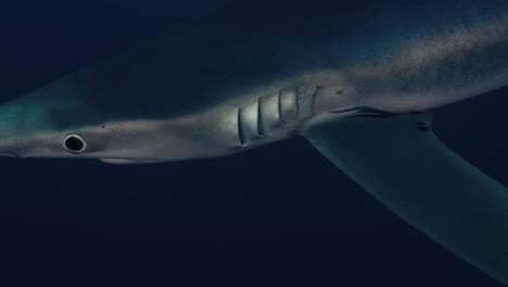 Primer-Plano-De-Un-Gran-Tiburón-Azul-Frente-A-La-Cámara-Con-Reflejos-De-Luz-En-Cámara-Lenta