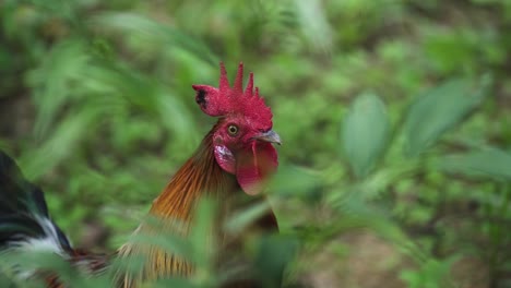 Side-View-Of-Rooster-Among-Green-Foliage---close-up
