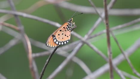 Beautiful-Butterfly-in-wind--relaxing-