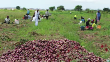 Heap-of-freshly-harvested-onions-with-onion-farmers-in-background