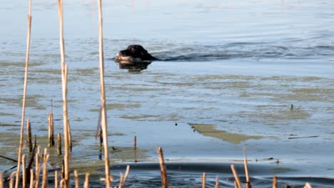 Slow-motion-shot-of-a-hunting-dog-swimming-back-to-shore-with-a-duck