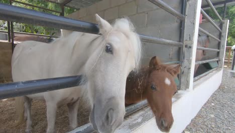 Nahaufnahme-Einer-Gorpro-Kameraaufnahme-Eines-Kleinen-Ponys,-Das-Frisches-Gras-Im-Zoo-Füttert