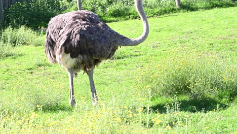 An-ostrich-looks-around,-in-a-zoological-park,-big-bird-of-africa-in-a-grassy-field