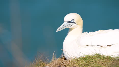 Closeup-of-a-Northern-Gannet-nesting-on-Bempton-cliffs-on-the-North-Yorkshire-coast-in-England