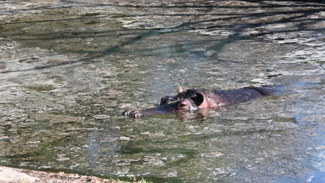 Un-Hipopótamo-Descansa-En-El-Barro-De-Un-Estanque-En-Un-Zoológico