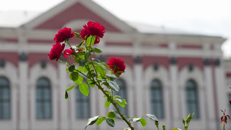 Red-Roses-Bush-Waving-with-Jelgava-Palace-Building-Blurred-in-Background