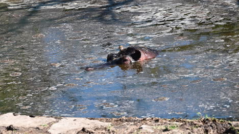 Un-Hipopótamo-Tiene-Una-Cabeza-Con-Ojos-Y-Oídos-Fuera-Del-Agua-Turbia-Que-Lo-Rodea