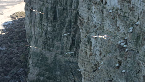 Bempton-cliffs-gannet-colony-on-the-North-Yorkshire-coast-in-England,-gannet-birds-flying-in-slow-motion-next-to-the-cliffs