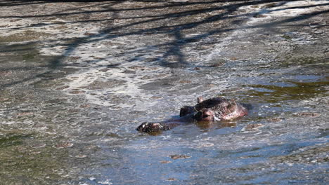Un-Hipopótamo-Vadea-Por-El-Barro-De-Un-Estanque-Dentro-De-Un-Zoológico,-Animal-De-África
