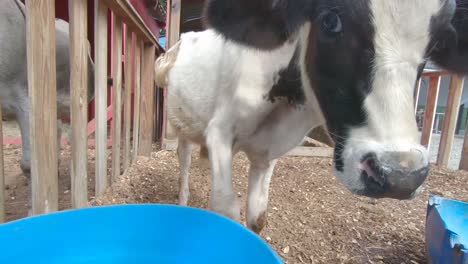 Cow-looking-at-the-camera-and-sniffing-it