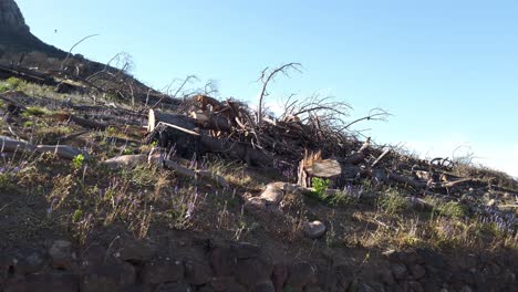 Troncos-De-árboles-Cortados-Caídos-En-Las-Montañas-De-Ciudad-Del-Cabo,-Sudáfrica