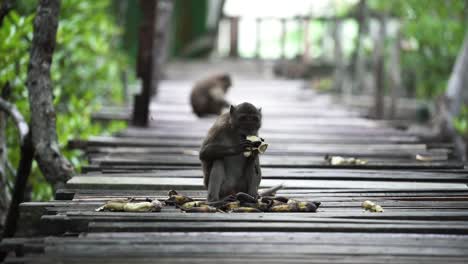 Monkey-Eating-Bananas-In-A-Zoo-In-Phuket,-Thailand---wide