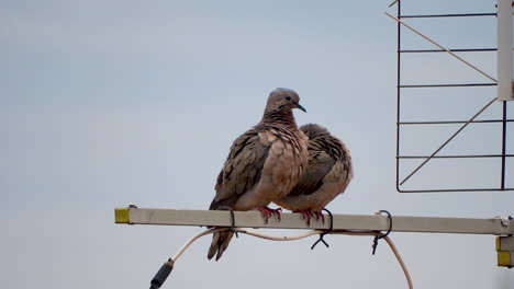 Taubenpaar-über-Antenne-An-Bewölktem-Tag