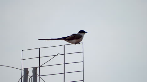 Swallow-balancing-on-antenna-during-wind