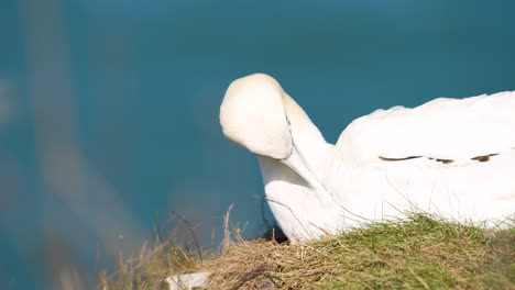 Northern-Gannet-nesting-on-Bempton-cliffs-on-the-North-Yorkshire-coast-in-England